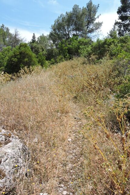 Dry overgrown path